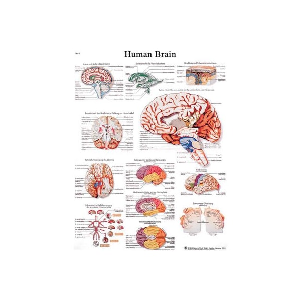 3B Anatomical Chart - Brain, Paper